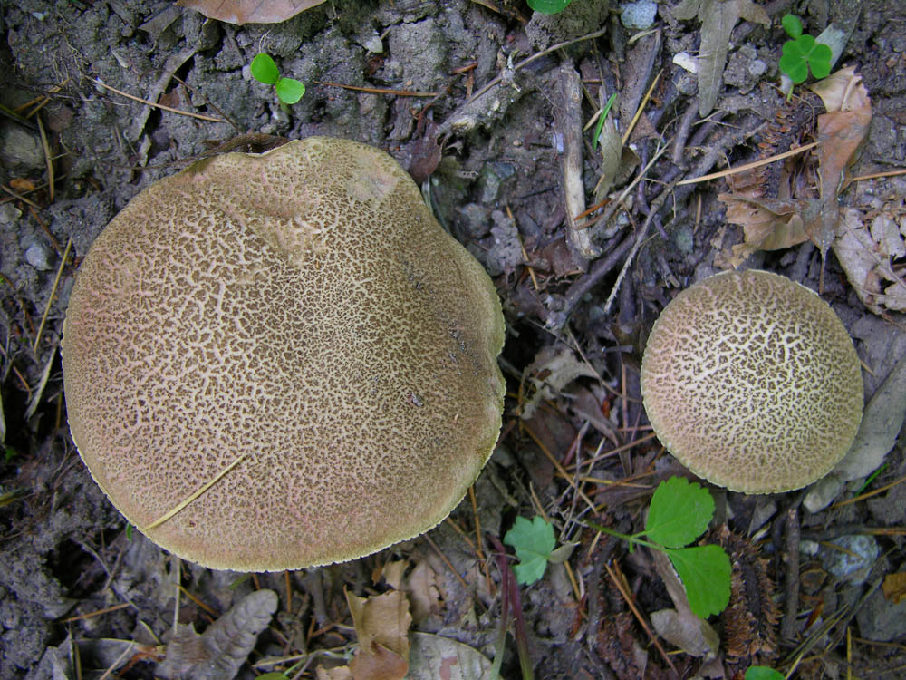 D''accordo per Boletus chrysenteron Bull